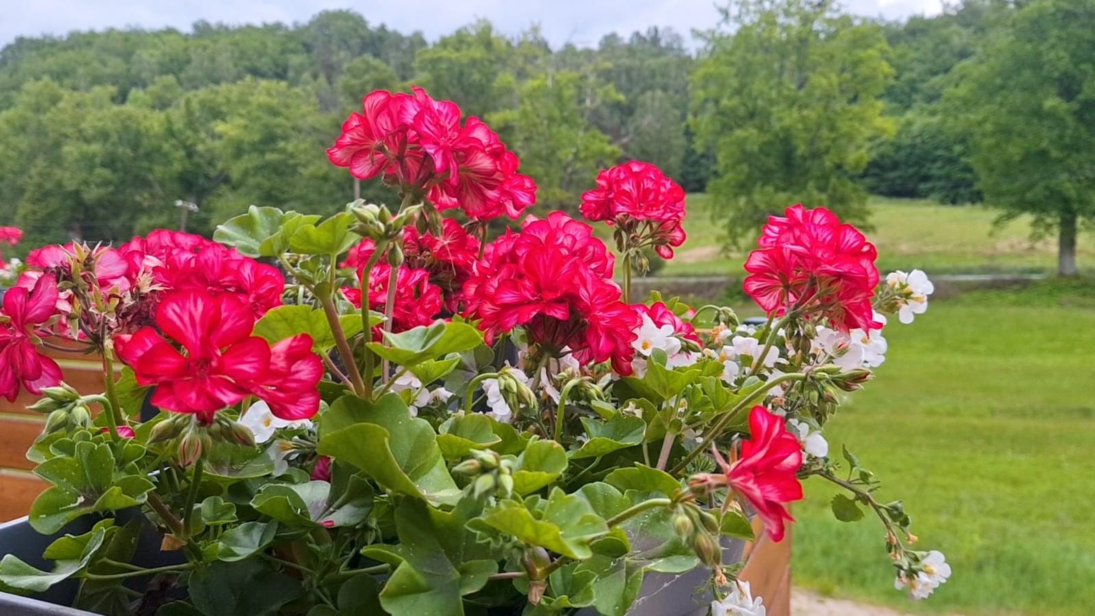 Pelargonie na tle łąki i lasu